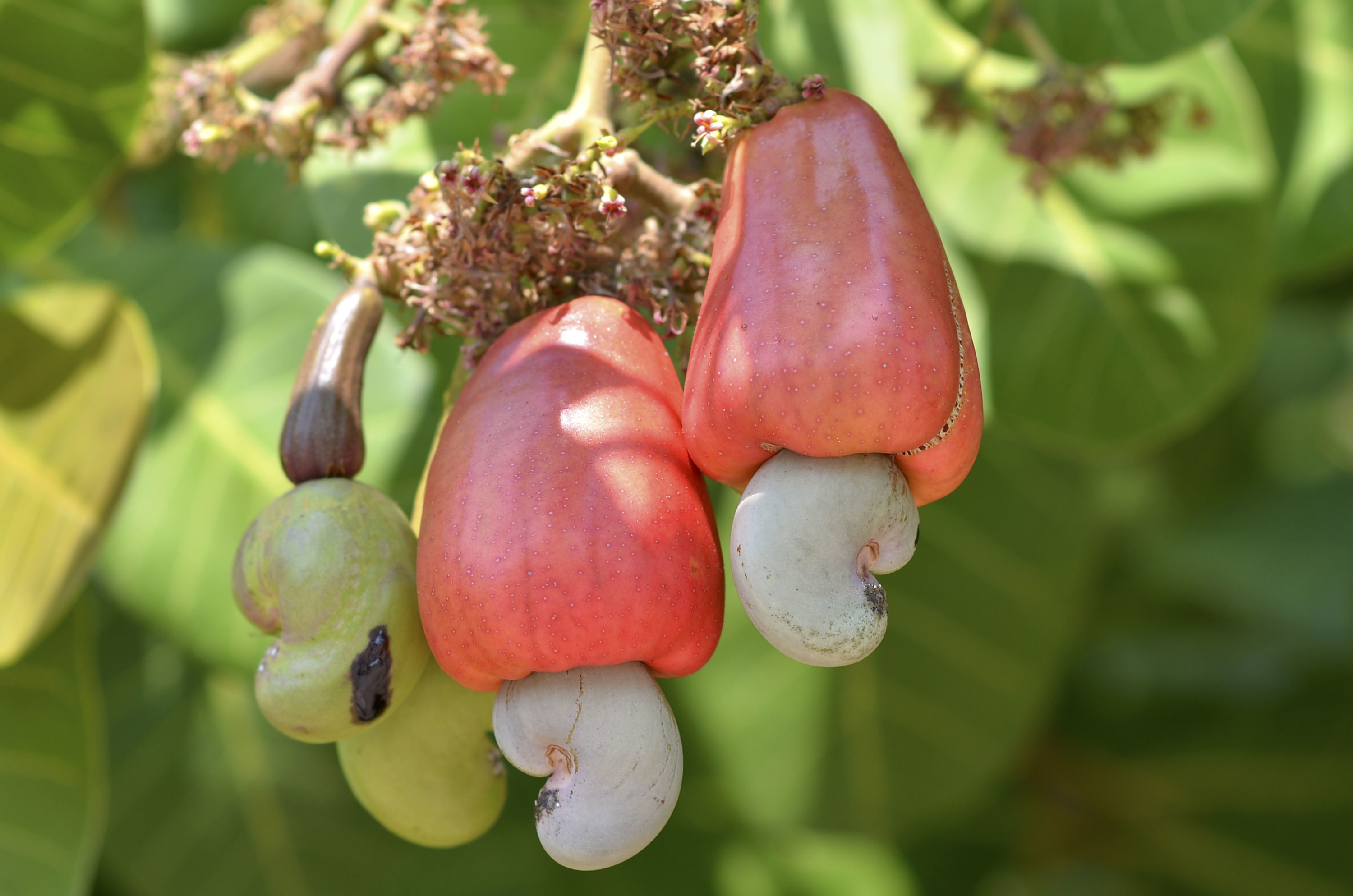 Raw Cashew Nuts